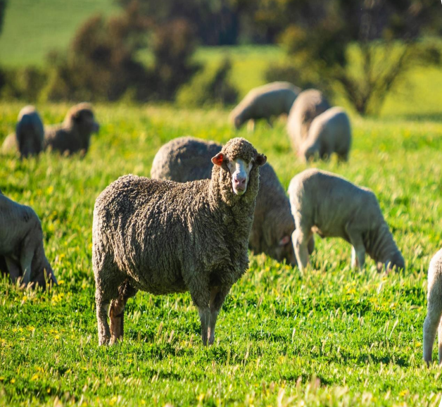Media Release & Econisis Report - Upper Great Southern Live Sheep Impact